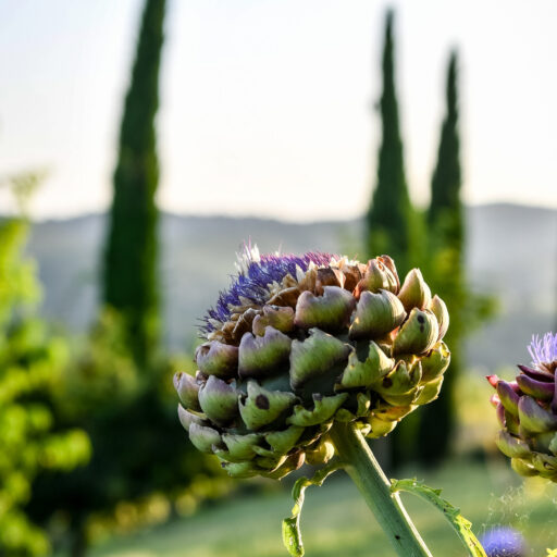 Artichoke in bloom